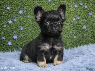 French Bulldog dogs for sale: Male Fluffy 1 - Ad 3