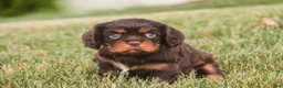 Cavalier King Charles Spaniel dogs for sale: Pollyanna Cavalier King Charles Spaniel  - Ad 4
