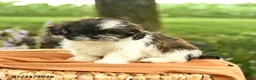 Shih Tzu dogs for sale: Zephyr - Ad 3