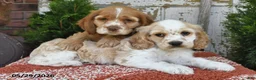 Cocker Spaniel dogs for sale: Peanut - Ad 5