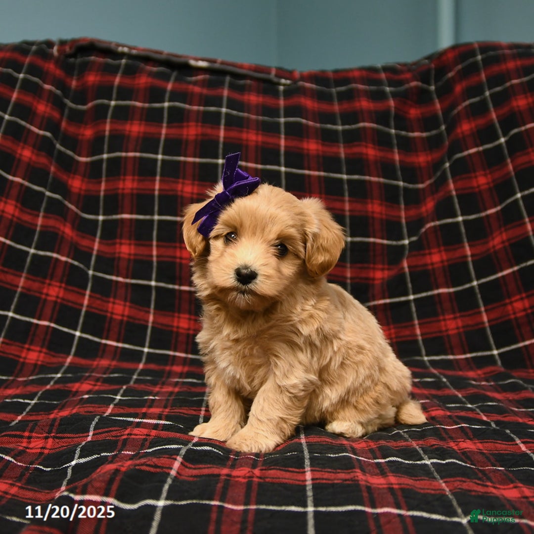 Maltipoo dogs for sale: Cookie - Ad 1