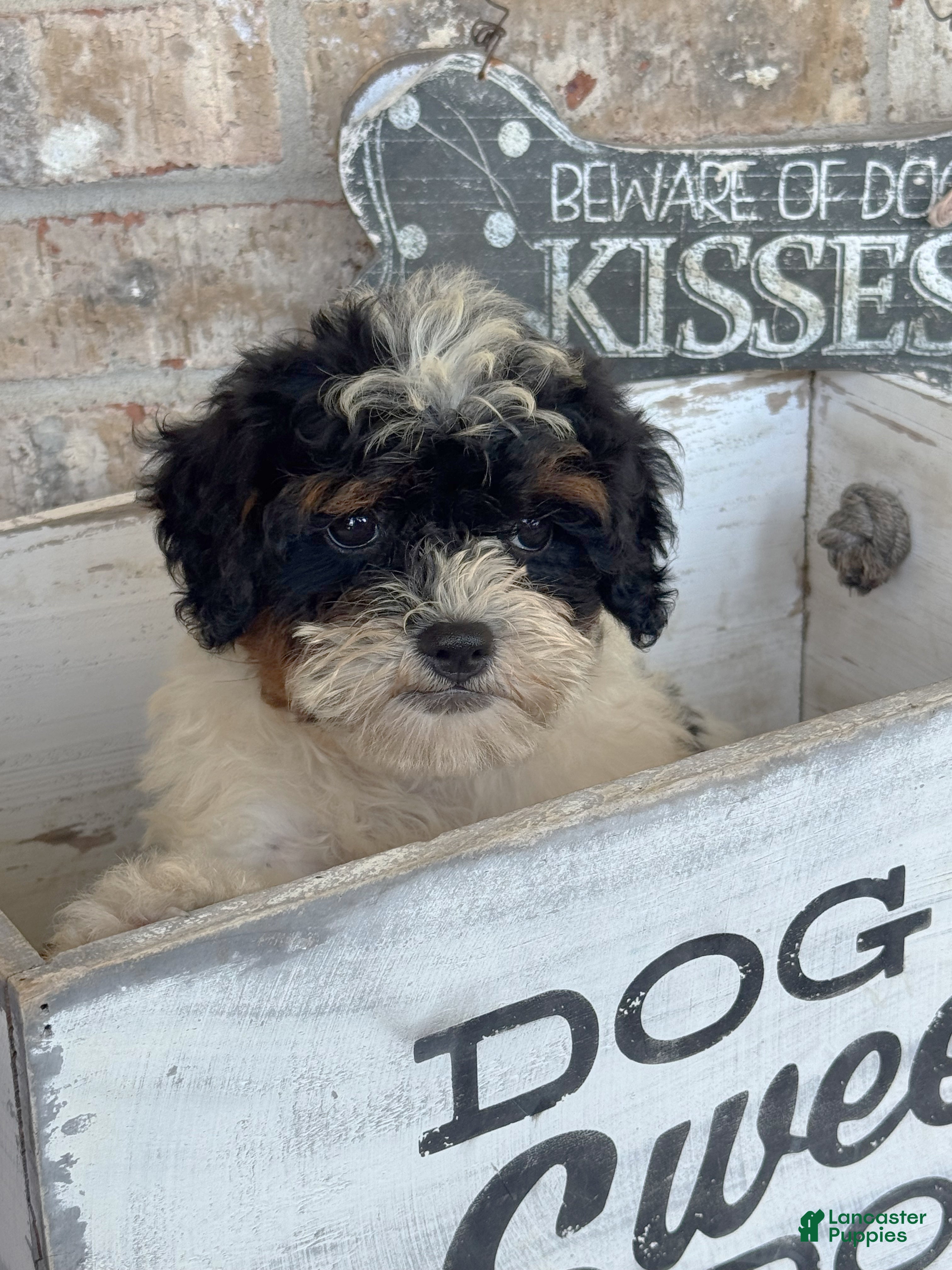 Mini Bernedoodle dogs Bonnie - Ad 17