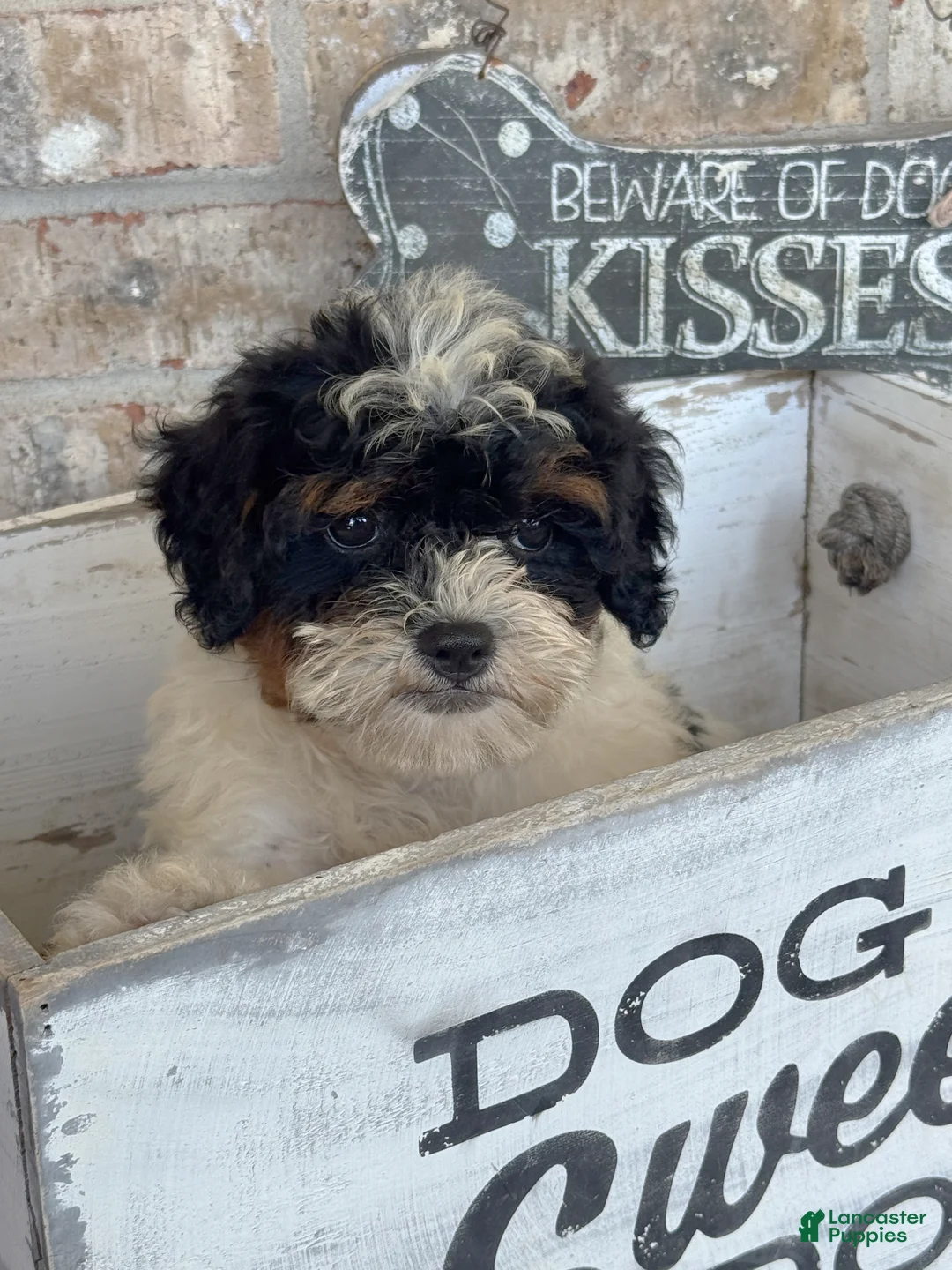 Mini Bernedoodle dogs for sale: Bonnie - Ad 2