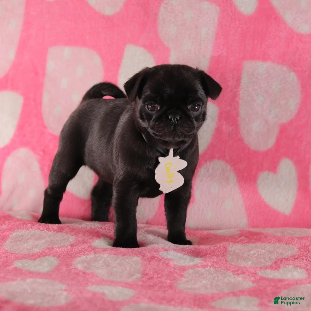 Pug dogs for sale: Daisy - Ad 2
