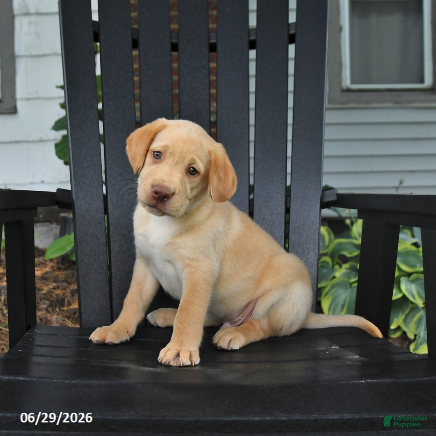 Labrador Retriever dogs Scooter - Ad 1