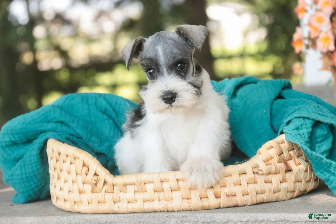 Miniature Schnauzer dogs for sale: Quinn Miniature Schnauzer  - Ad 2