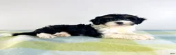 Bernedoodle dogs for sale: Trixie - Ad 2