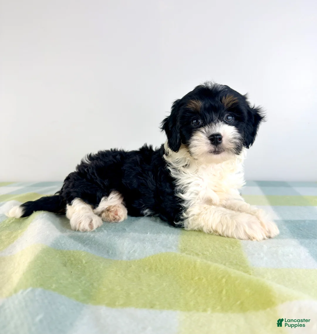 Bernedoodle dogs for sale: Trixie - Ad 2