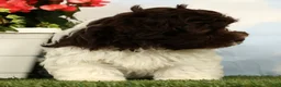 Havanese dogs for sale: Lotus - Ad 5