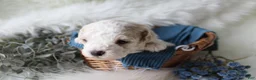 Bichpoo dogs for sale: Forest - Ad 6