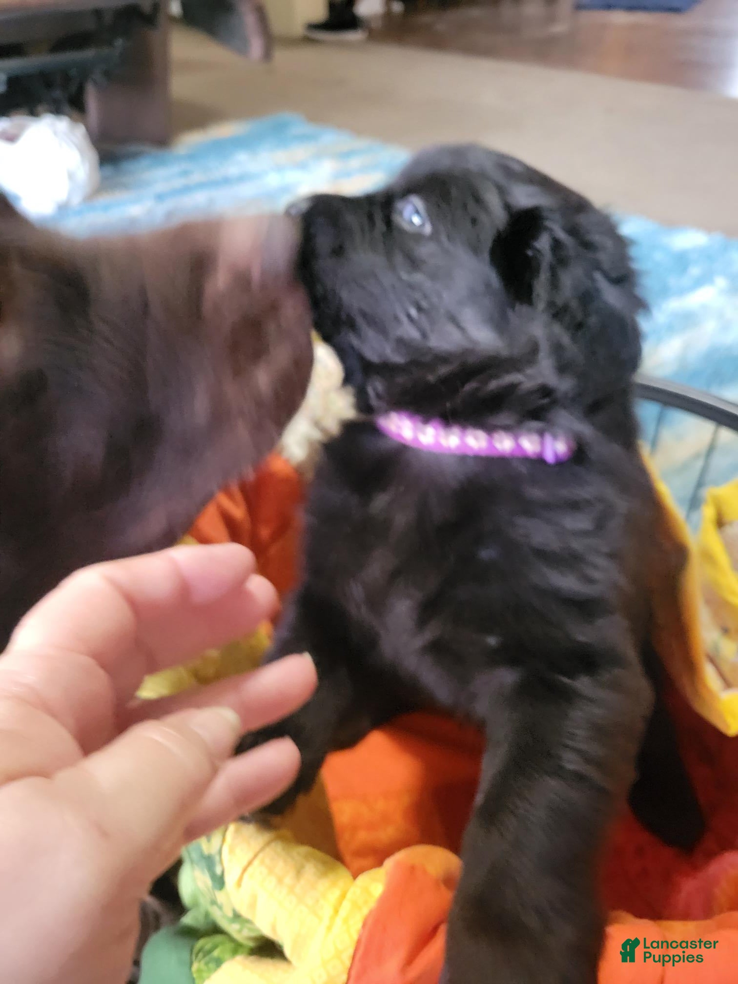 Newfoundland dogs for sale: Girl 3 - Ad 1