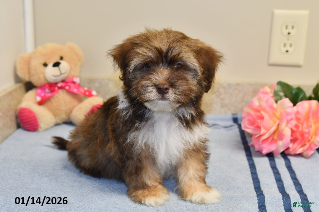 Havanese dogs for sale: Buddy - Ad 3