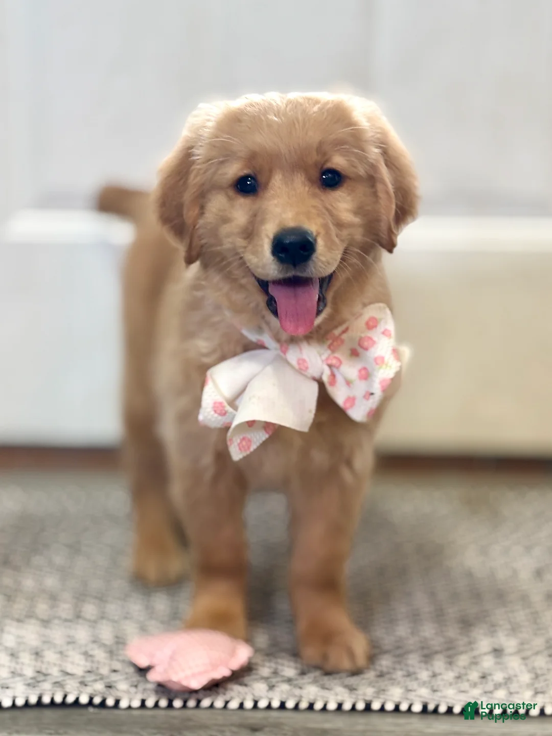 Golden Retriever dogs for sale: Mellow Golden Retriever Puppy  - Ad 1