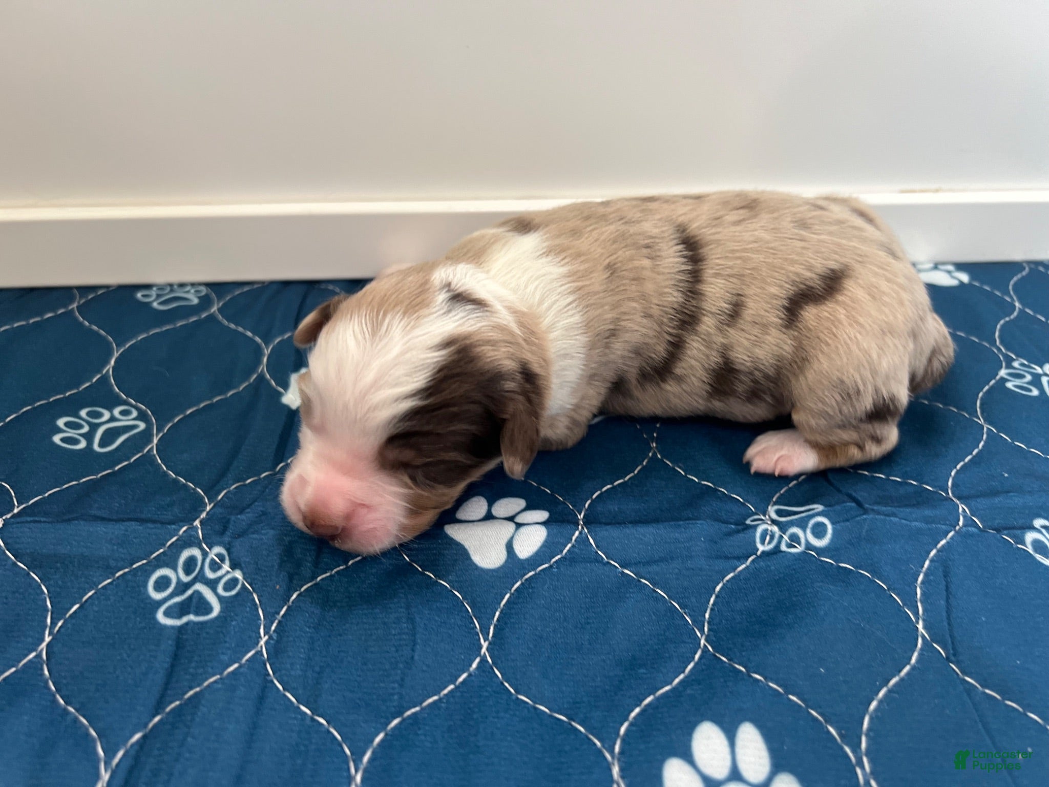 Miniature Australian Shepherd dogs Chevelle - Ad 2