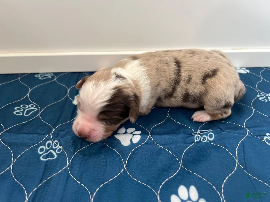 Miniature Australian Shepherd dogs for sale: Chevelle - Ad 2