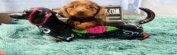Miniature Dachshund dogs for sale: Champion bred lh female import dapple - Ad 2