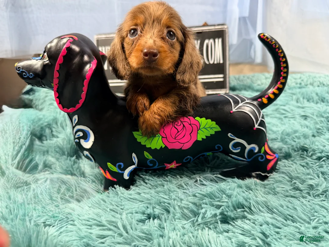 Miniature Dachshund dogs for sale: Champion bred lh female import dapple - Ad 2