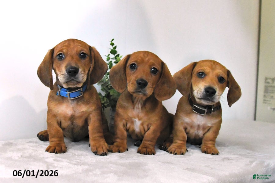 Miniature Dachshund dogs for sale: Waylon - Ad 3