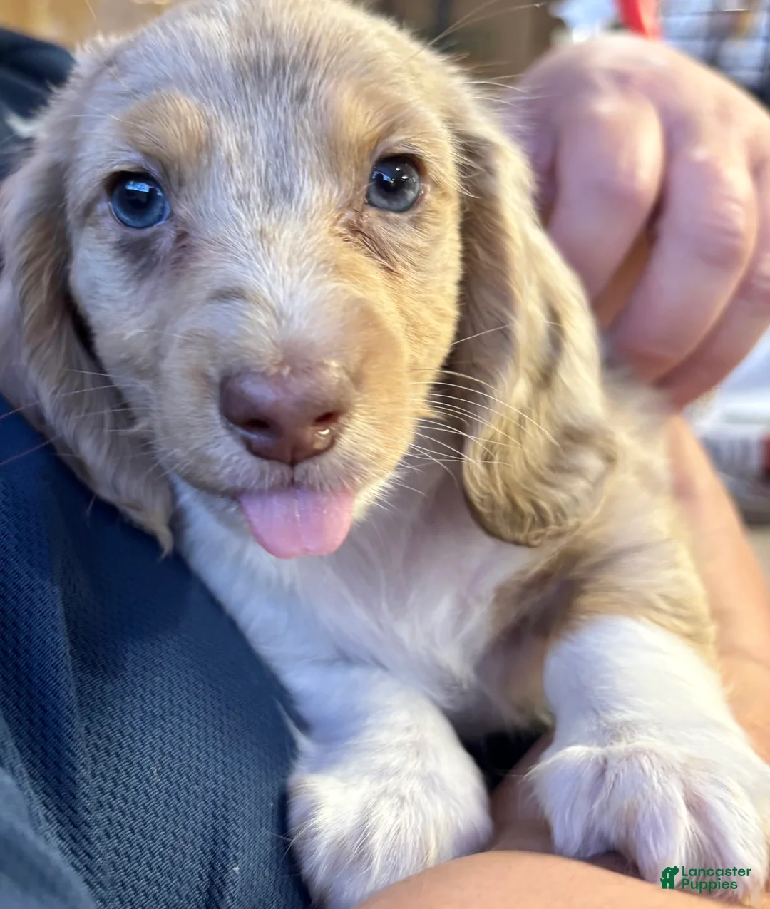 Dachshund dogs for sale: Dachshund Puppy 1 - Ad 10