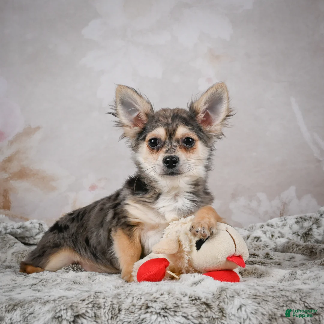 Chihuahua dogs for sale: Geronimo - Ad 1