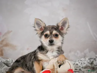 Chihuahua dogs Geronimo - Ad 3