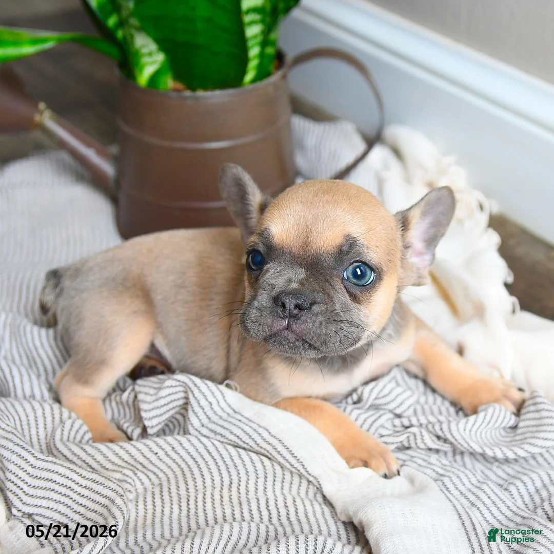 French Bulldog dogs for sale: Layla - Ad 5