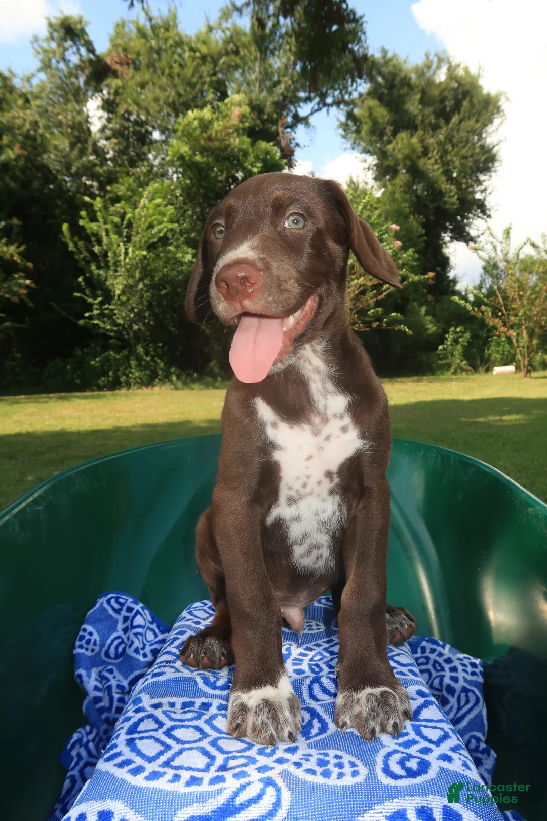 Mixed Breed dogs for sale: Jasper - Ad 1