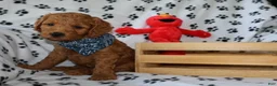 Mini Goldendoodle dogs for sale: Ollie  - Ad 3