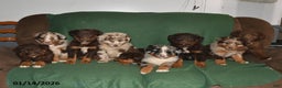 Mixed Breed dogs for sale: Lacey - Ad 5
