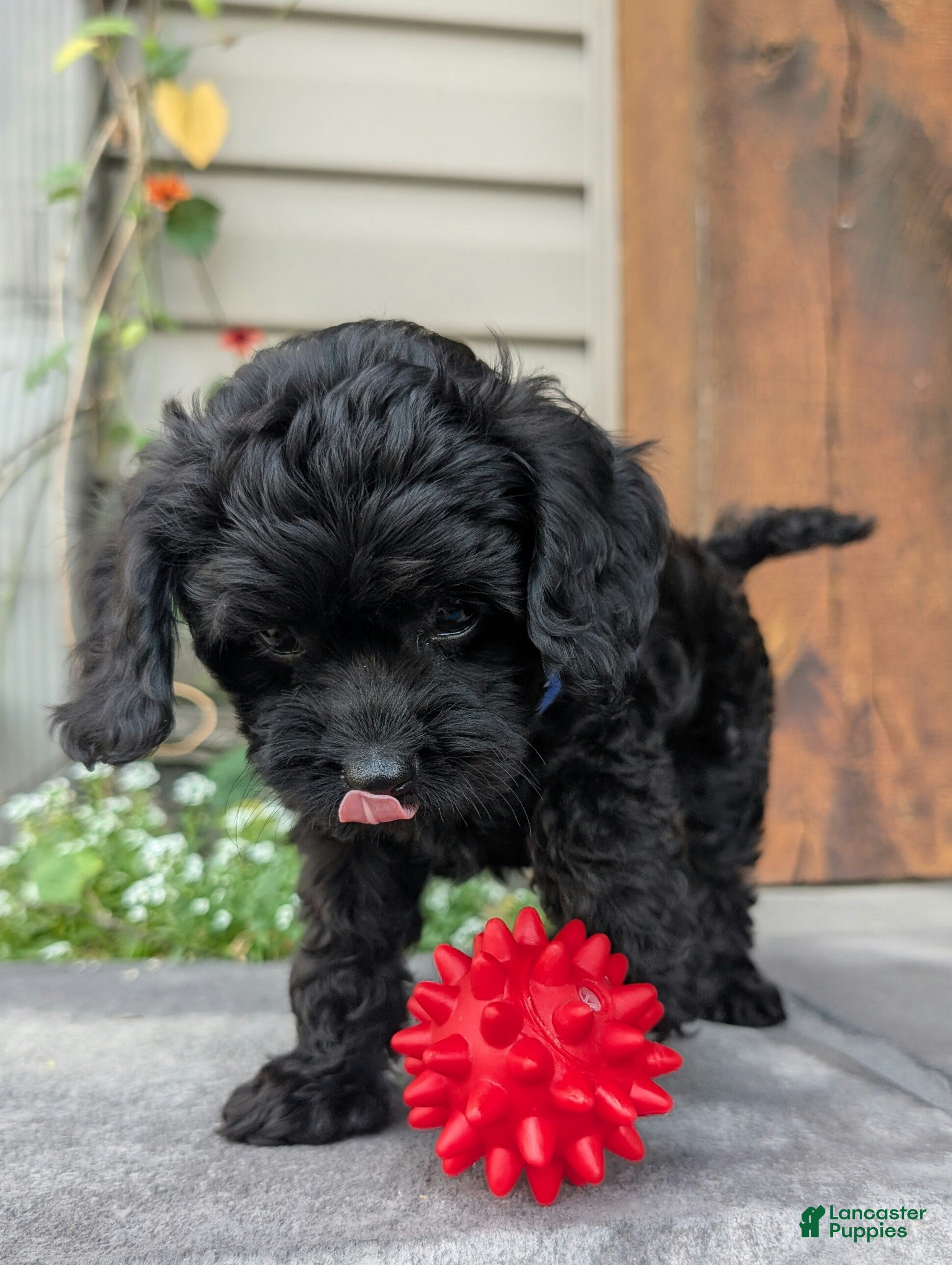Cavapoo dogs Marley  - Ad 2