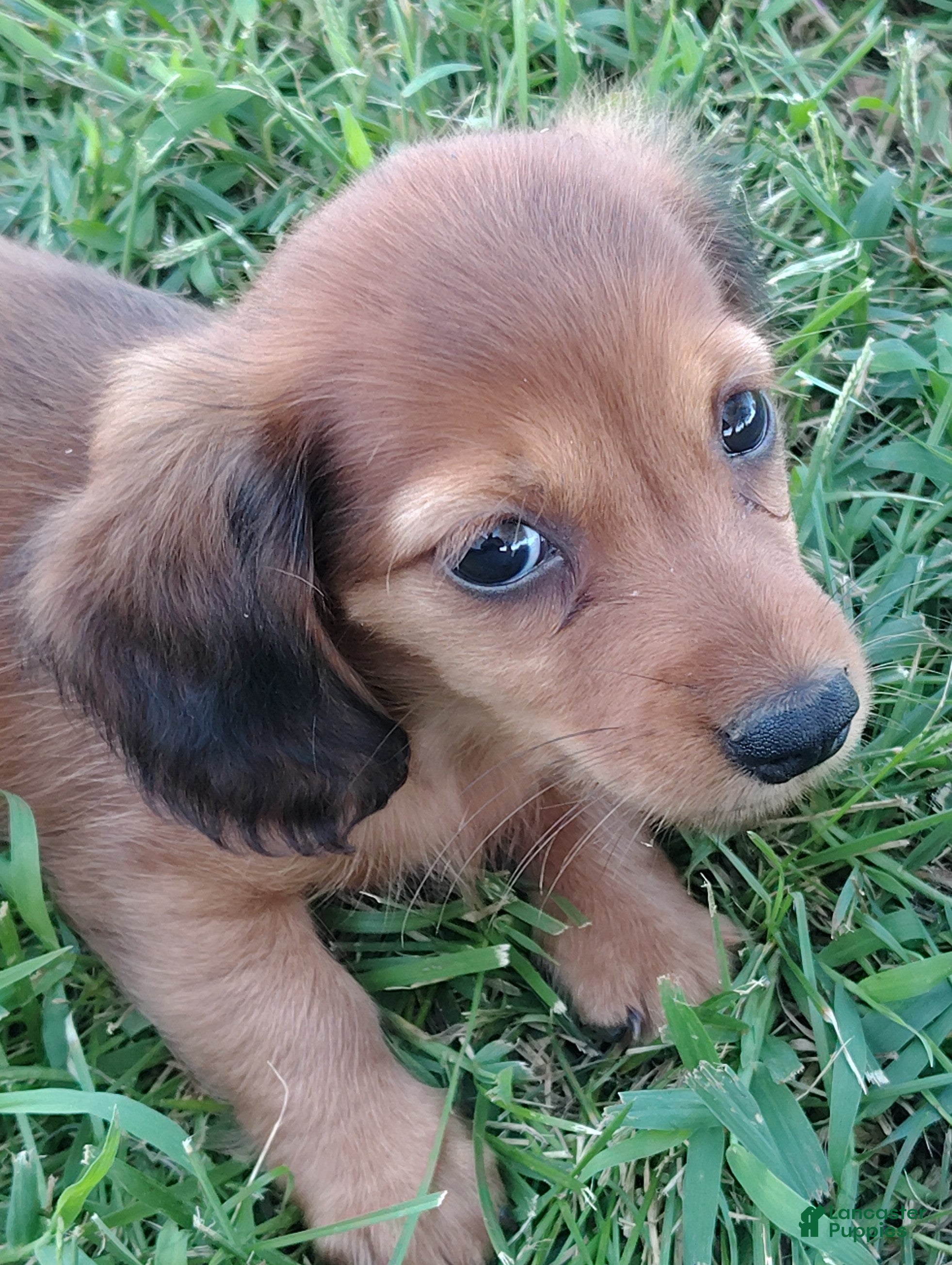 Miniature Dachshund dogs for sale: Miniature Dachshund 3 - Ad 2