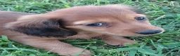 Miniature Dachshund dogs for sale: Miniature Dachshund 3 - Ad 1