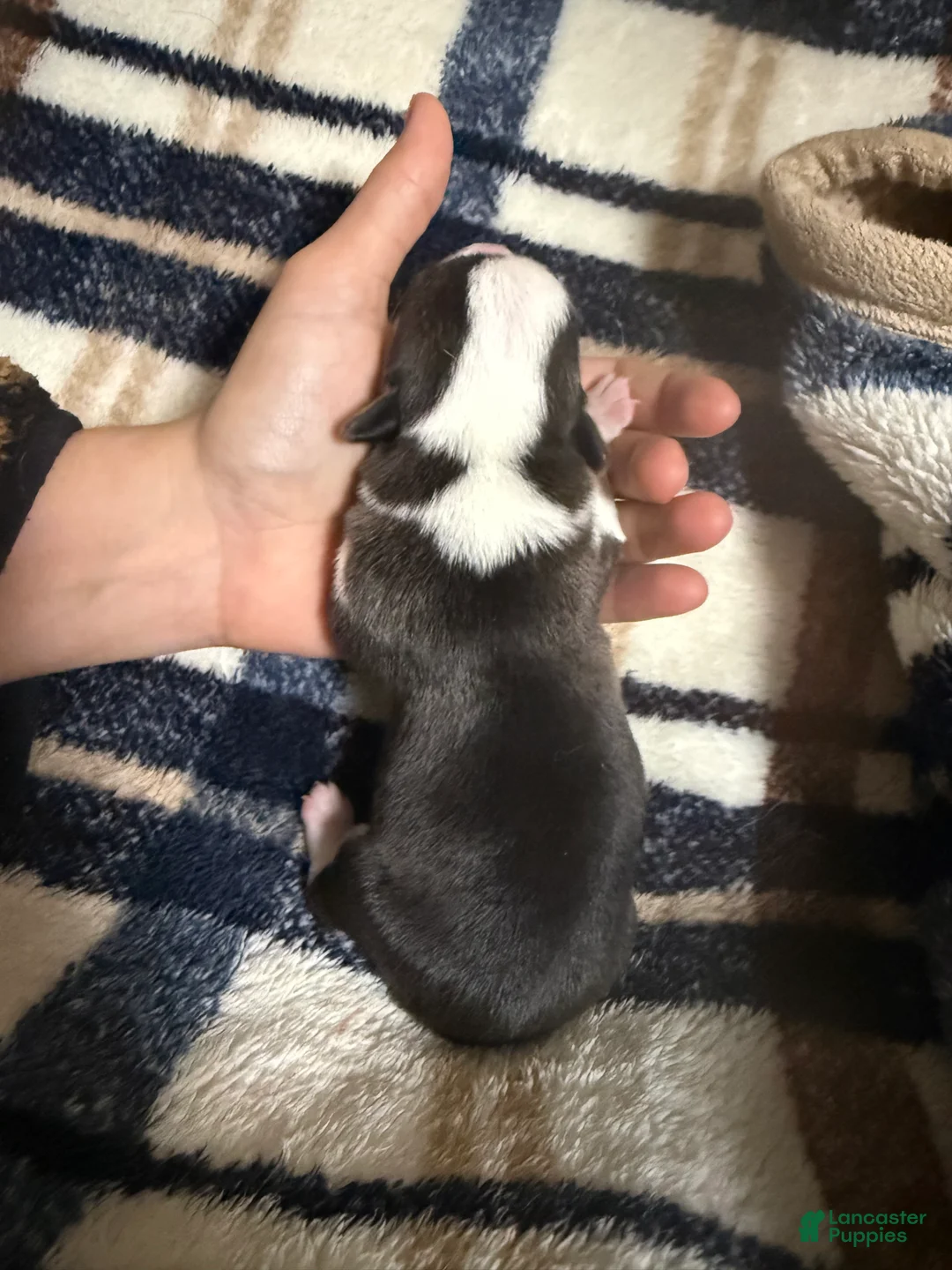 Welsh Corgi Pembroke dogs for sale: Welsh Corgi Pembroke Puppy 5 - Ad 2