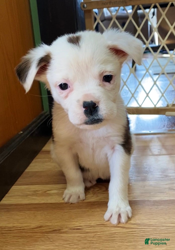 Mixed Breed dogs Lily - Ad 19