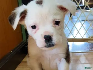 Mixed Breed dogs Lily - Ad 19