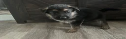 German Shepherd dogs for sale: Baby - Ad 3