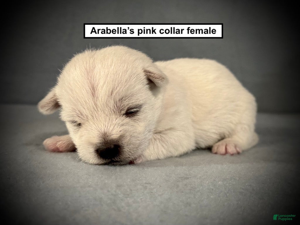 West Highland Terrier dogs AKC Arabella's Pink Collar Female - Ad 4