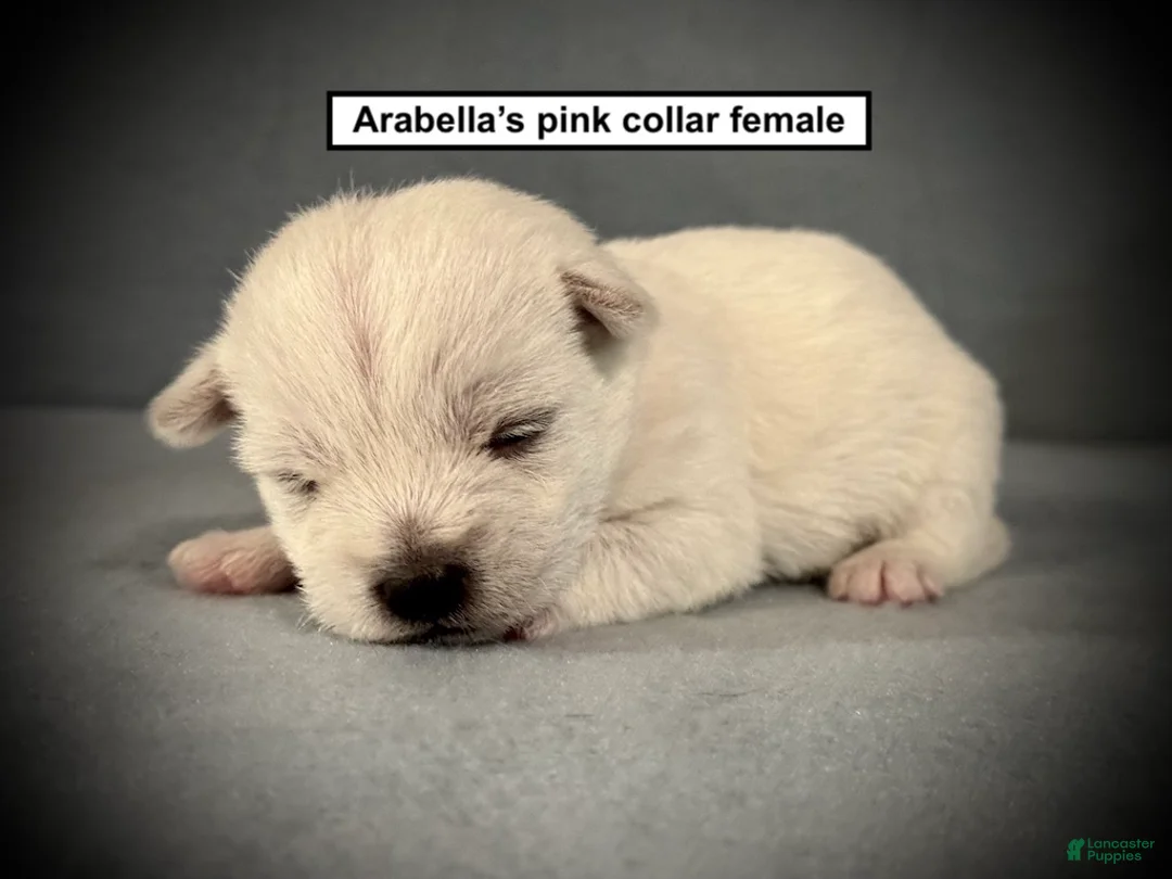 West Highland Terrier dogs for sale: AKC Arabella's Pink Collar Female - Ad 1