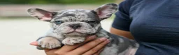 French Bulldog dogs for sale: 🐾 Magnes - Ad 4