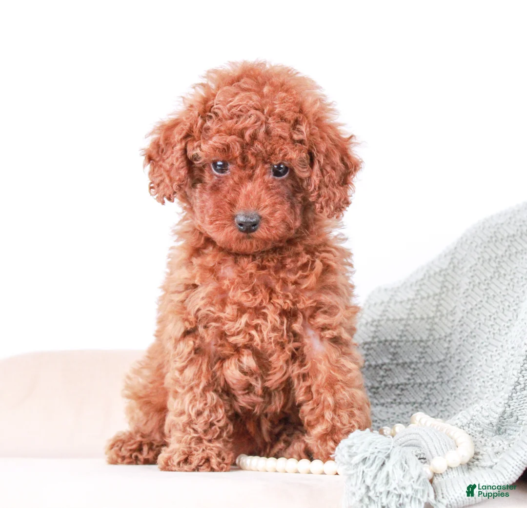 Toy Poodle dogs for sale: Saffron - Ad 9
