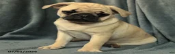 Pug dogs for sale: Lilac - Ad 3