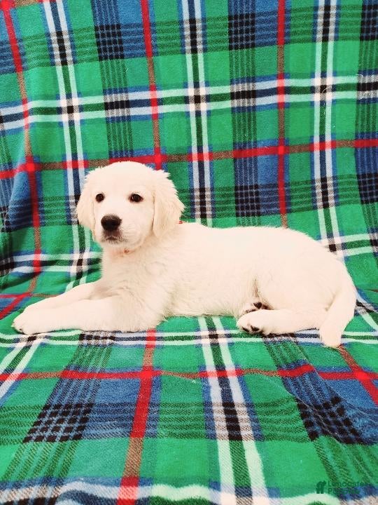 Golden Retriever dogs Golden Retriever 4 - Ad 5