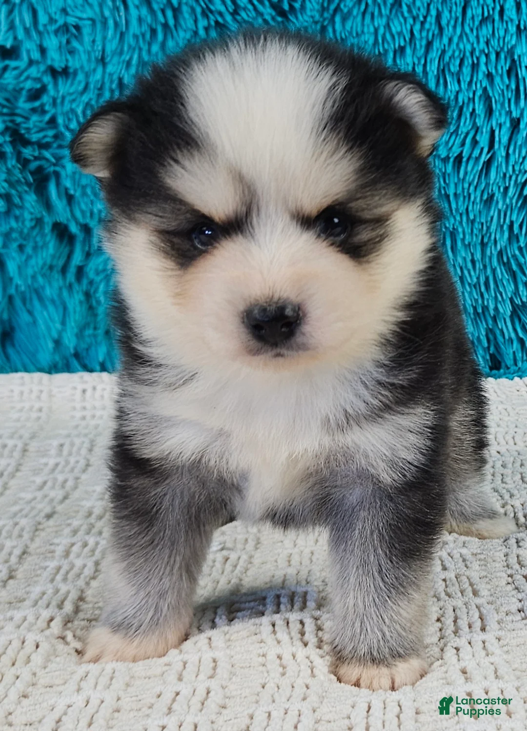 Pomsky dogs for sale: Buckley  - Ad 2