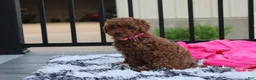 Miniature Poodle dogs for sale: Sally - Ad 5
