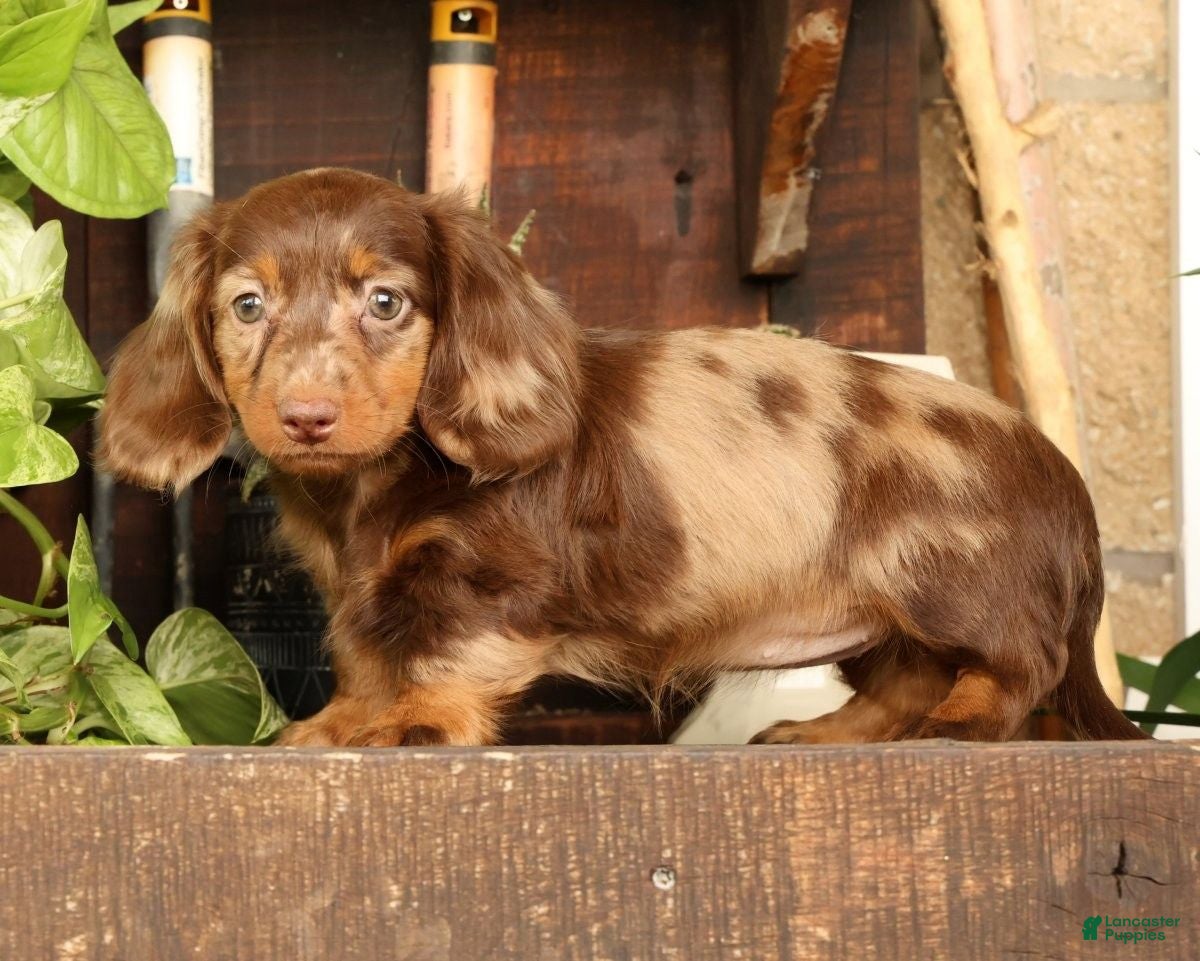 Miniature Dachshund dogs for sale: Bella - Ad 5