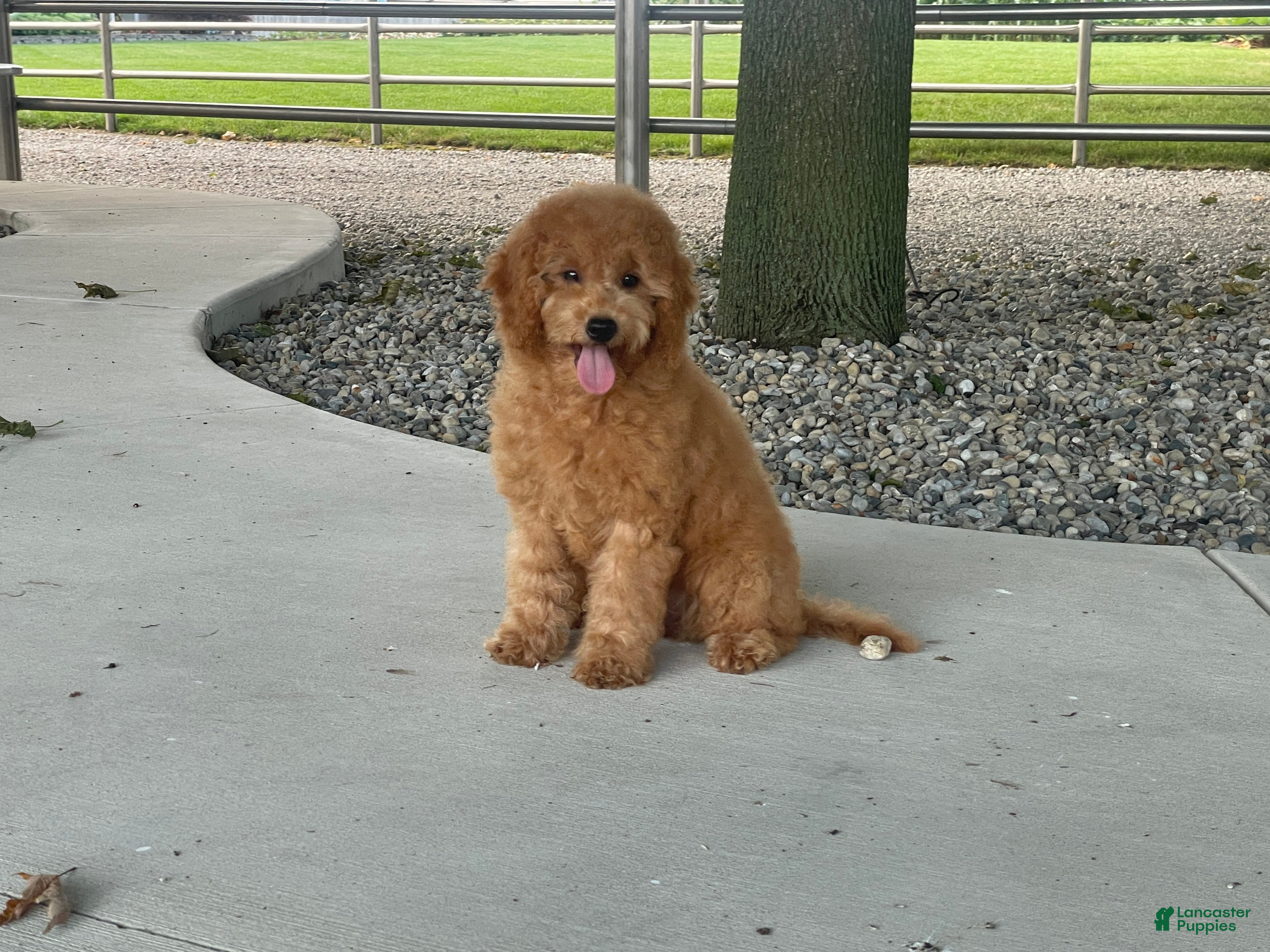 Mini Goldendoodle dogs Mindy Mini Goldendoodle  - Ad 2