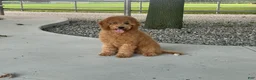Mini Goldendoodle dogs for sale: Mindy Mini Goldendoodle  - Ad 12