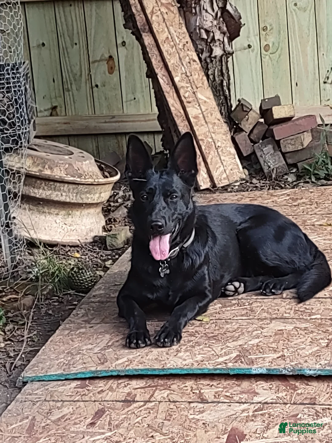 German Shepherd dogs for sale: German Shepherd Puppy 3 - Ad 2