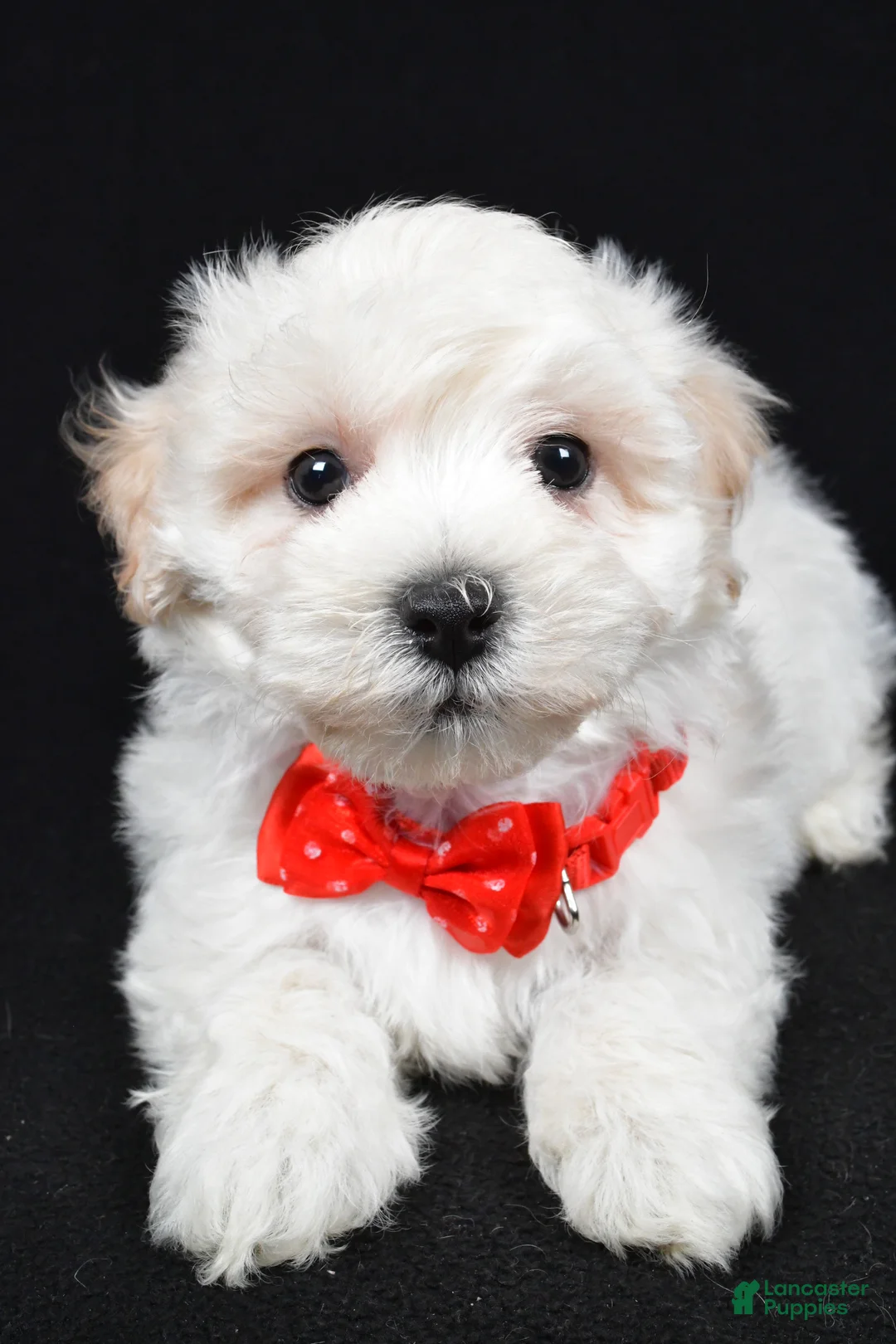Maltipoo dogs for sale: Hans - Ad 3