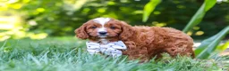 Cavapoo dogs for sale: Jayce - Ad 4